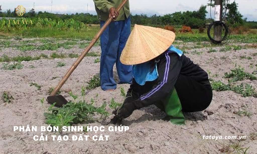 phan-bon-sinh-hoc-cai-tao-dat-cat