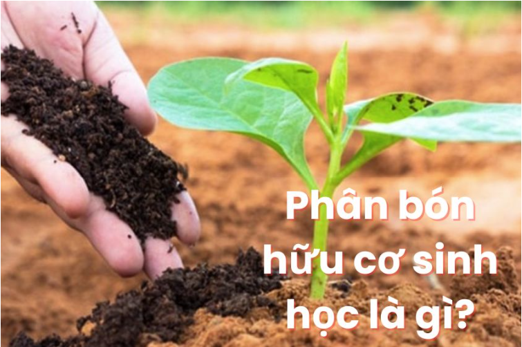 phan-bon-huu-co-sinh-hoc-singfertilizer