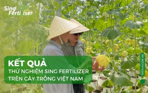 phan-bon-sing-fertilizer-tai-viet-nam